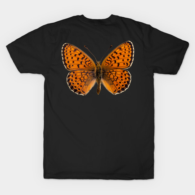 Special Black and Orange Butterfly | Entomology Lover by gronly